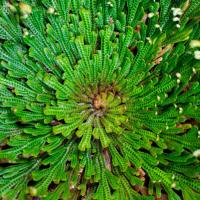 Rose de jericho 2