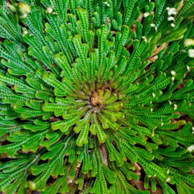 Rose de jericho